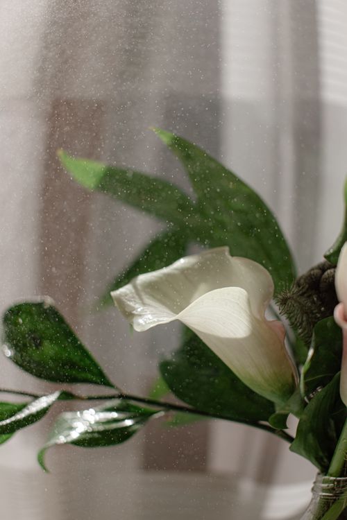 Free A delicate white calla lily with lush green leaves, beautifully lit near a window. Stock Photo