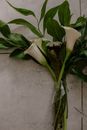 White and Green Flower on White Surface