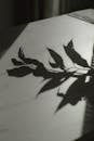 Shadow of Plant Leaves on the Table Top