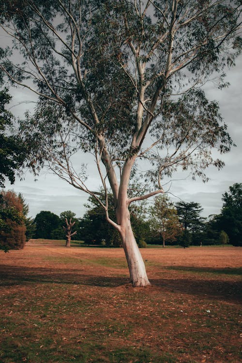 Green Tree on Brown Grass Field