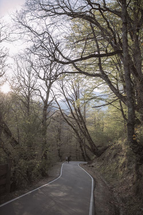 Photo of Paved Pathway Between Trees