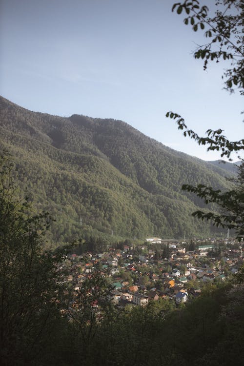 Foto profissional grátis de andar, árvore, árvores