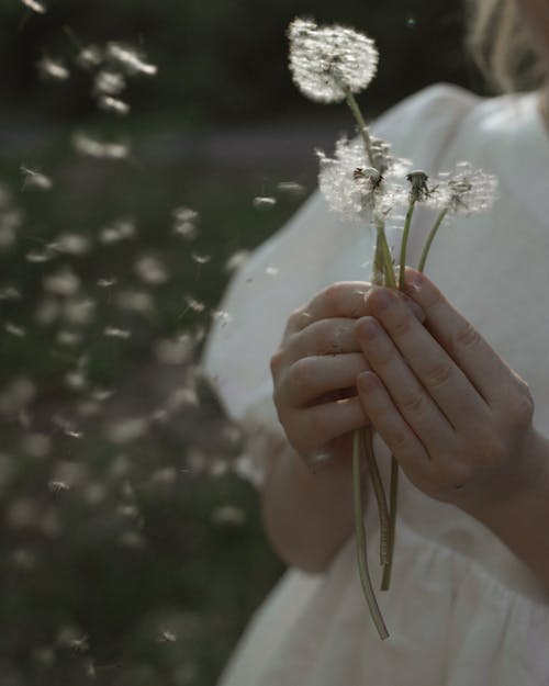 Free Person Holding White Dandelions Stock Photo