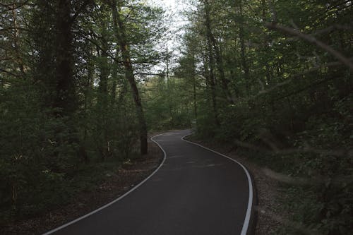 Photo of Paved Pathway Between Trees