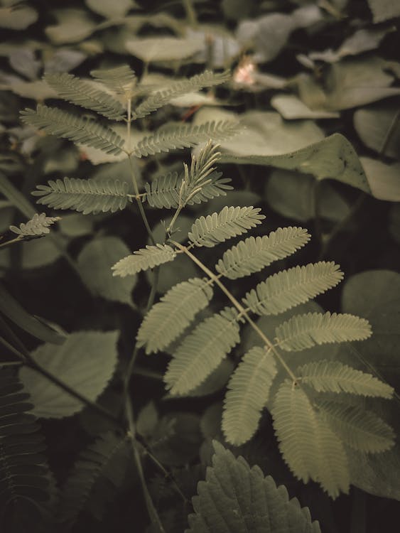 Photo of Fern Leaves