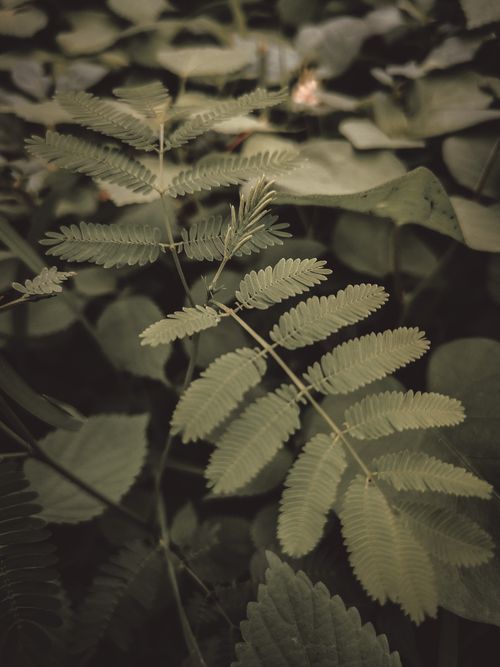 Free A detailed view of lush green fern leaves showcasing natural patterns and textures. Stock Photo