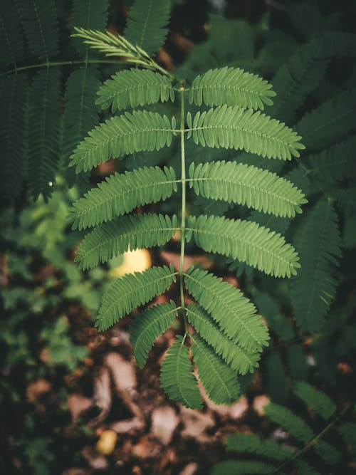 From above of fresh green leaf of exotic shikakai plant growing in forest in daytime