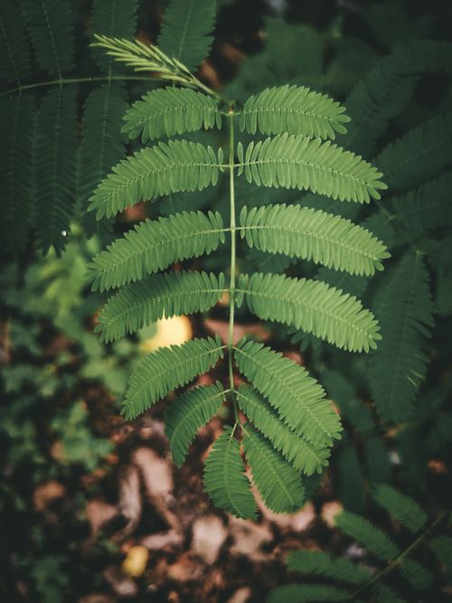 Free From above of fresh green leaf of exotic shikakai plant growing in forest in daytime Stock Photo