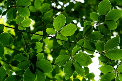 Green Leaves in Macro Shot