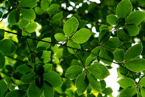 Free Bright green leaves forming a natural canopy with sunlight filtering through, creating a fresh and vibrant scene. Stock Photo