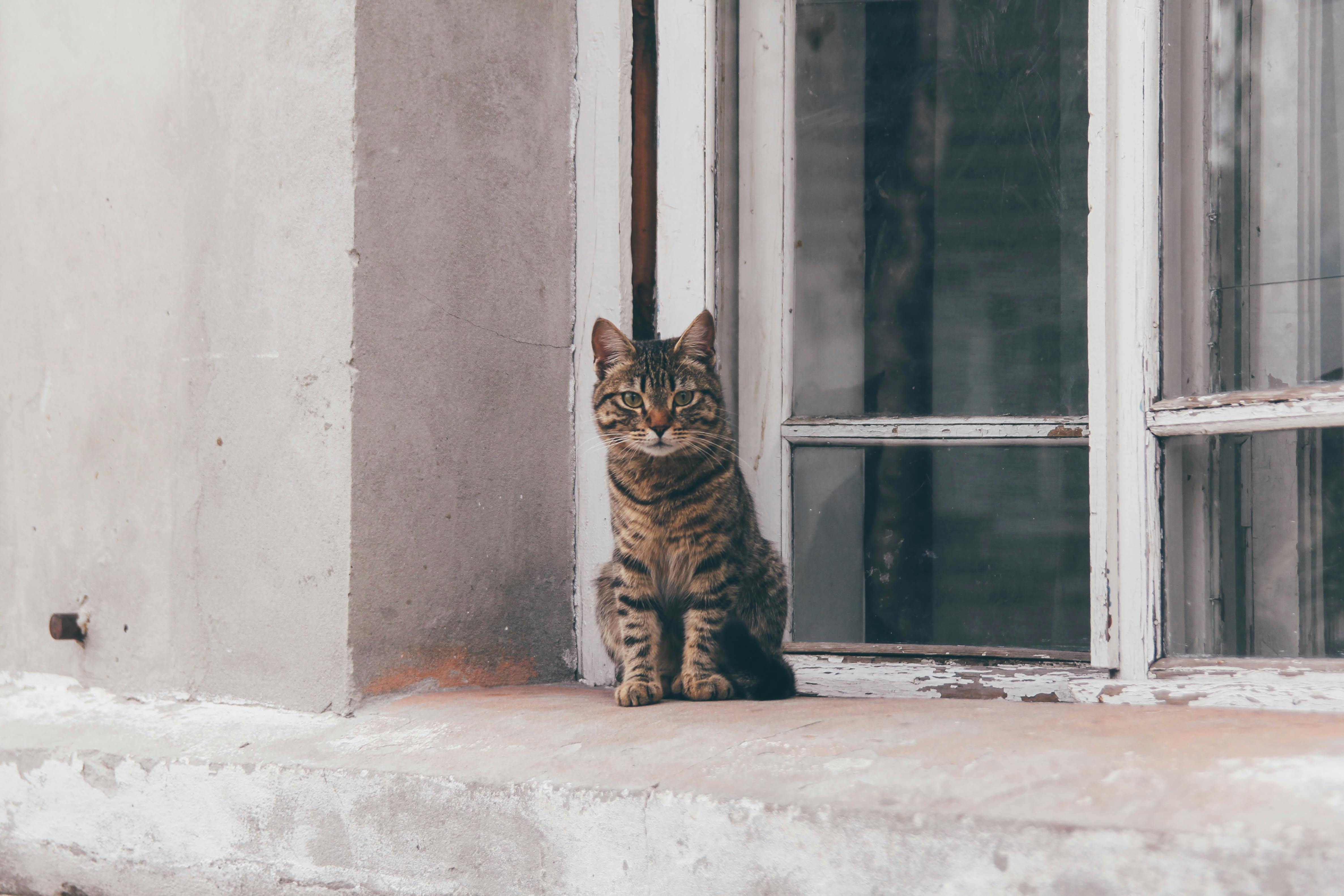 A whimsical garden with a wishing well, a birdbath, and a statue of a gnome.