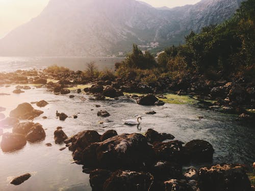 Amazing landscape of mountainous seashore with floating swans