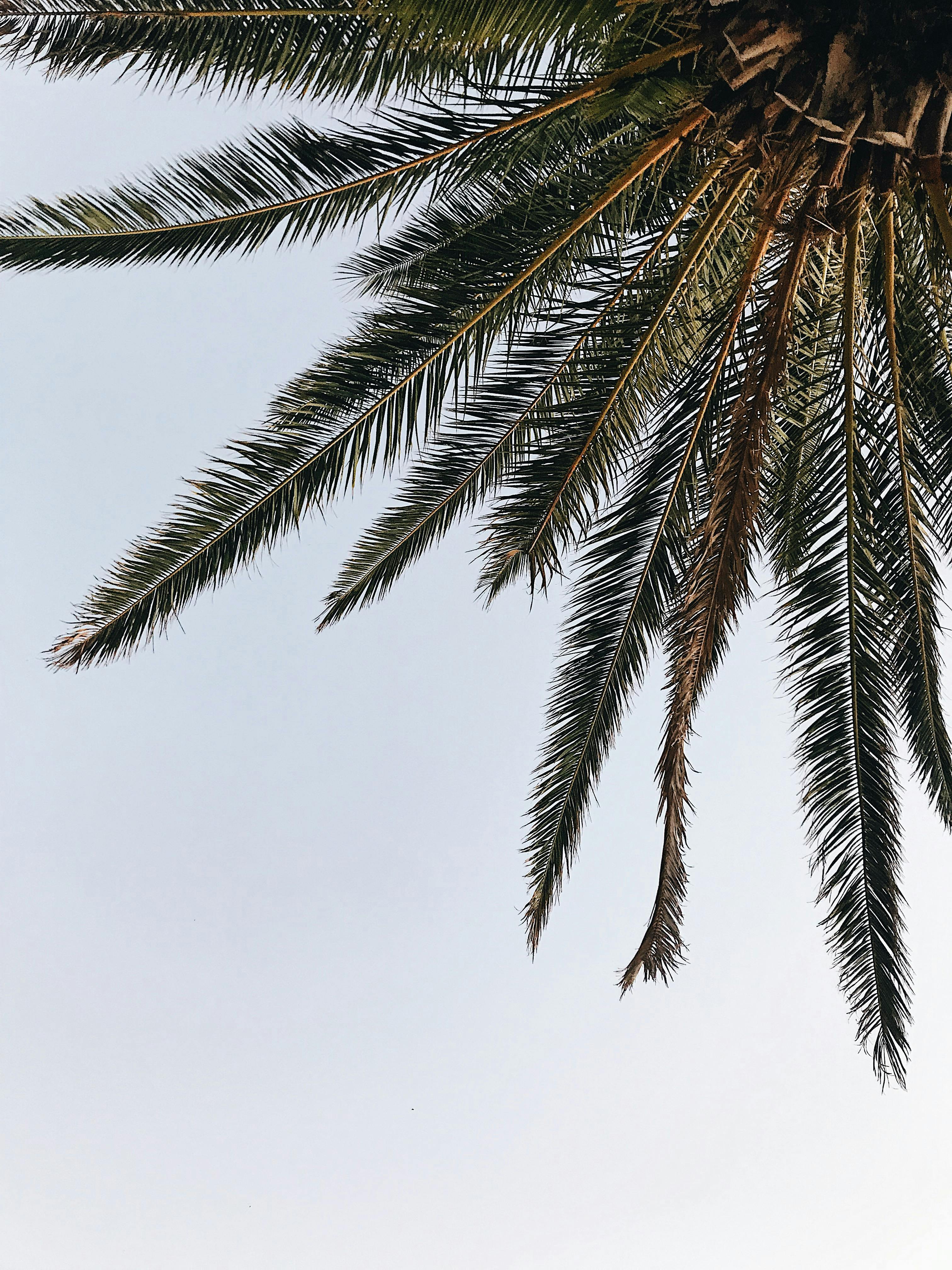 Exotic palm branches against cloudless sky · Free Stock Photo