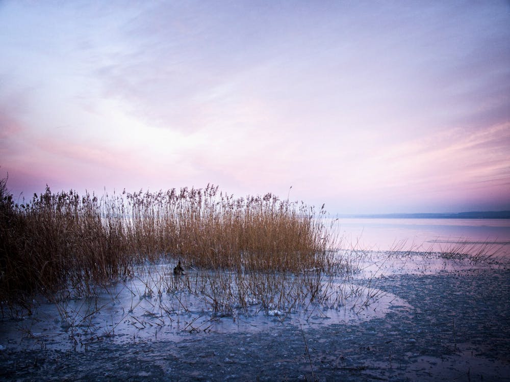 Fotobanka s bezplatnými fotkami na tému balaton, jazero, krajina