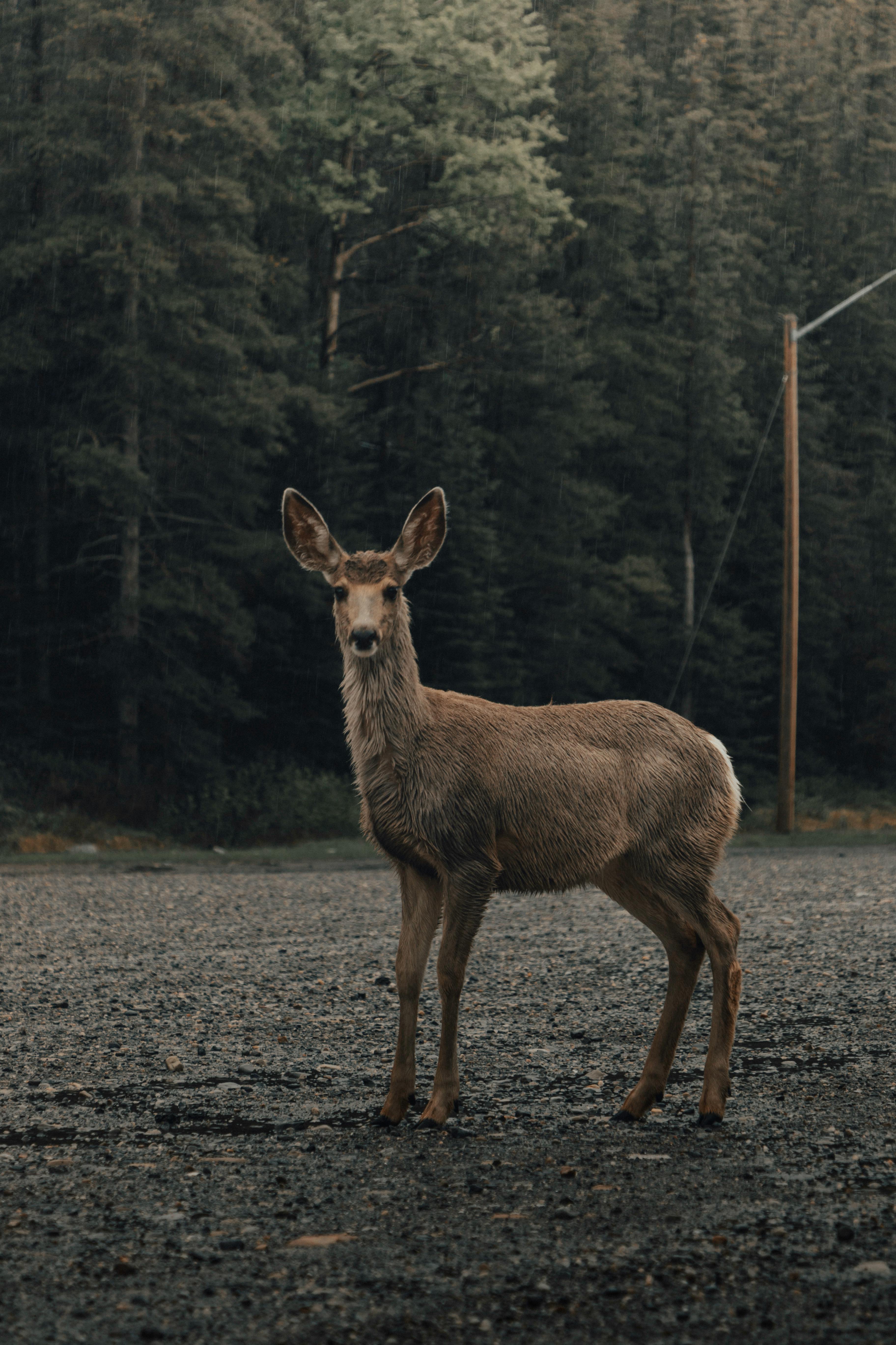 A deer stands on a dirt road against a misty forest backdrop, Alberta, Canada.
