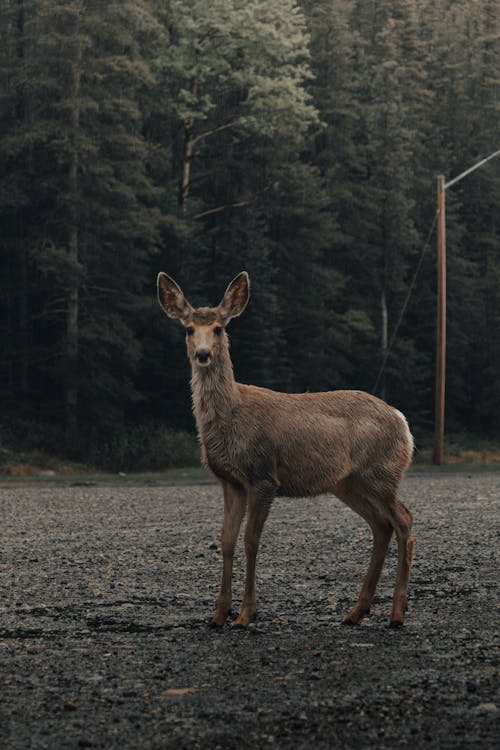 Brown Deer on Gray Dirt Road