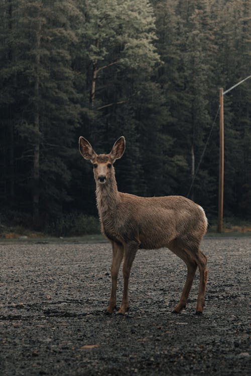 Foto d'estoc gratuïta de animal, bosc, camí de carro