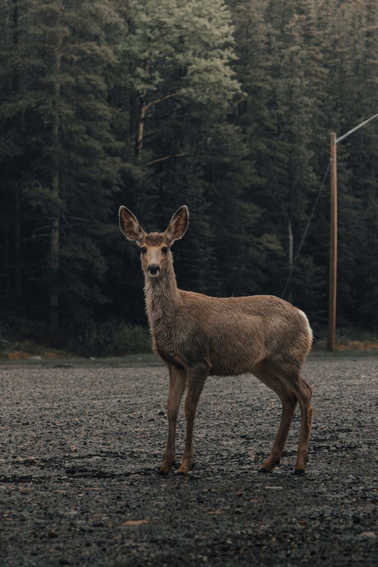 Brown Deer On Gray Dirt Road