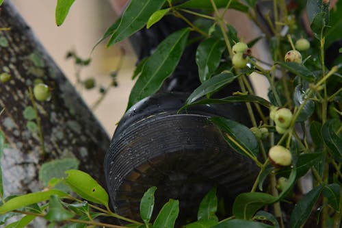 Photos gratuites de abstrait, arbre de bouleau, beauté dans la nature