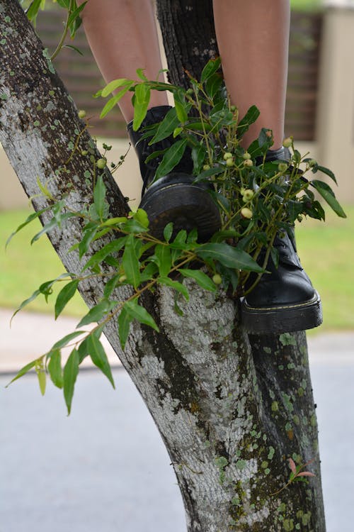 Photos gratuites de abstrait, arbre de bouleau, beauté dans la nature