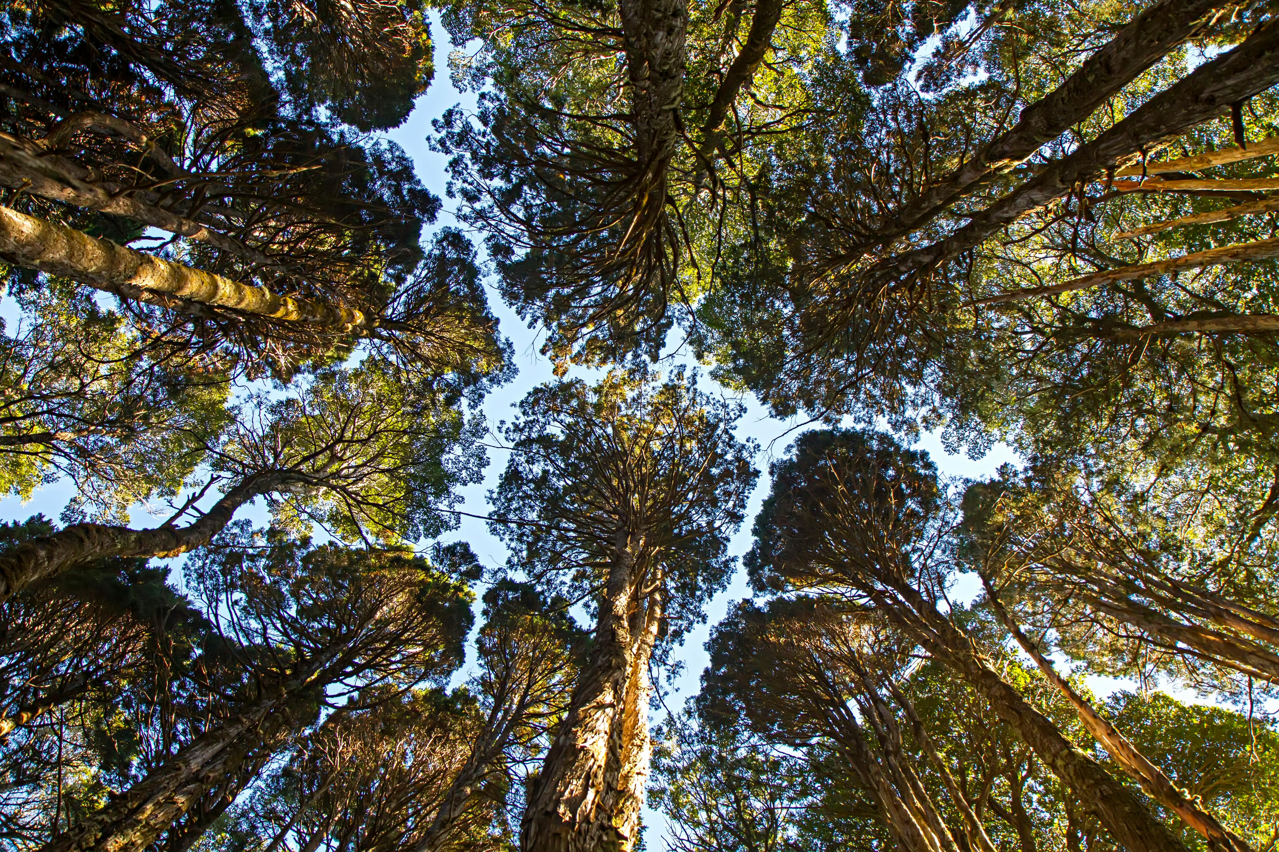 IT and Environmental, Social, and Corporate Governance (ESG), Part One: A CEO and Board Concern — Photo by Salus Natura  Supr