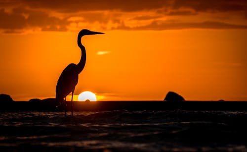 Silhouette of Bird on Body of Water during Sunset