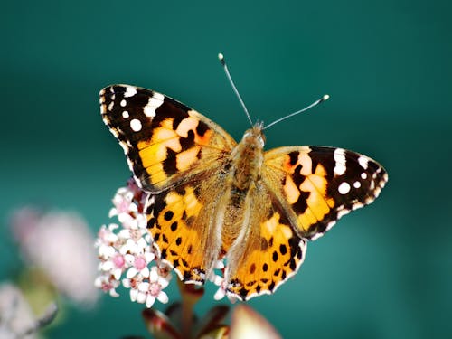 Free Brown Black and White Butterfly Perched on Pink Flower Stock Photo