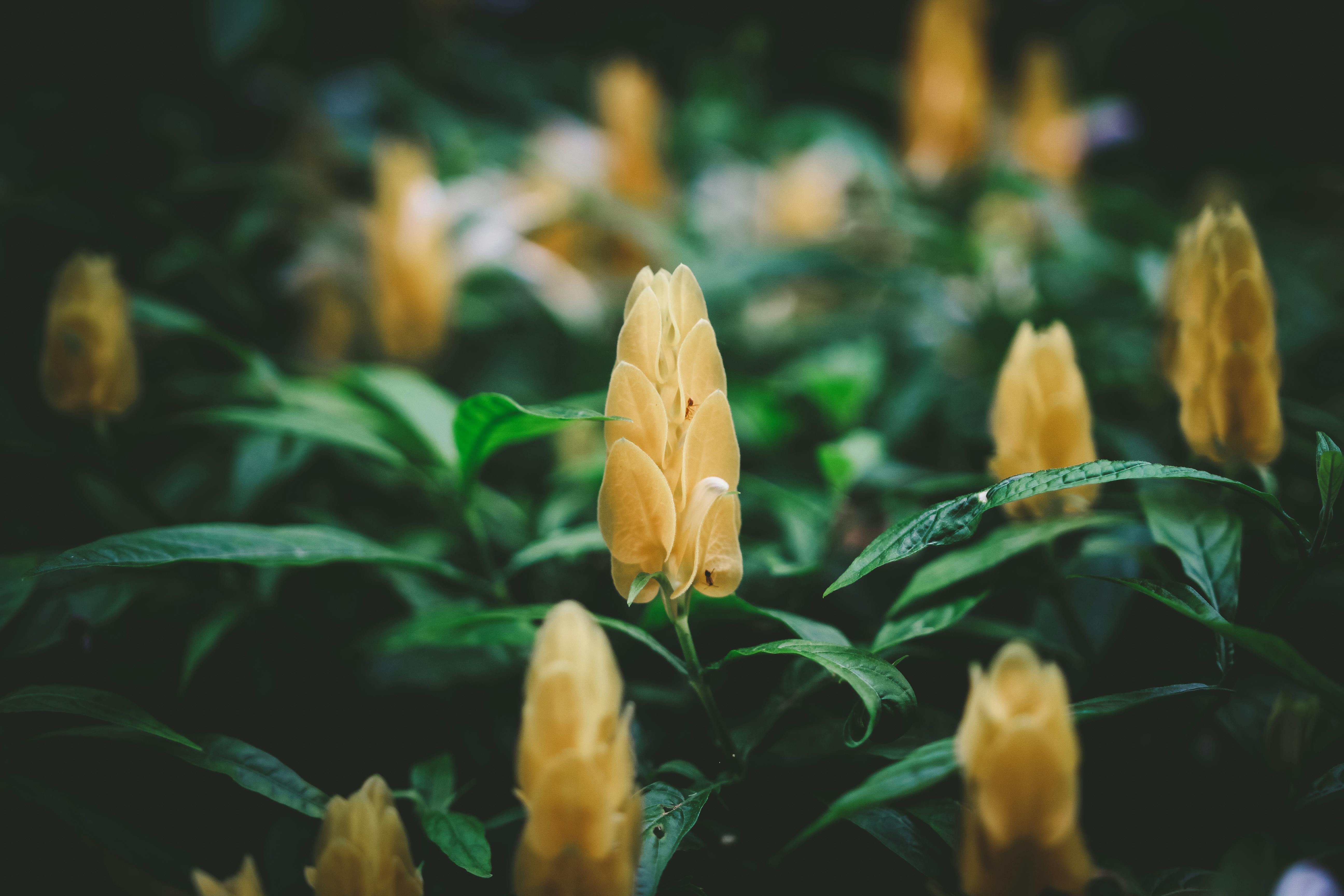 花园中黄色棒棒糖花的细节景观，展现了大自然的美丽与生长