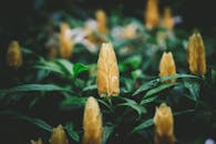 花园中黄色棒棒糖花的细节景观，展现了大自然的美丽与生长