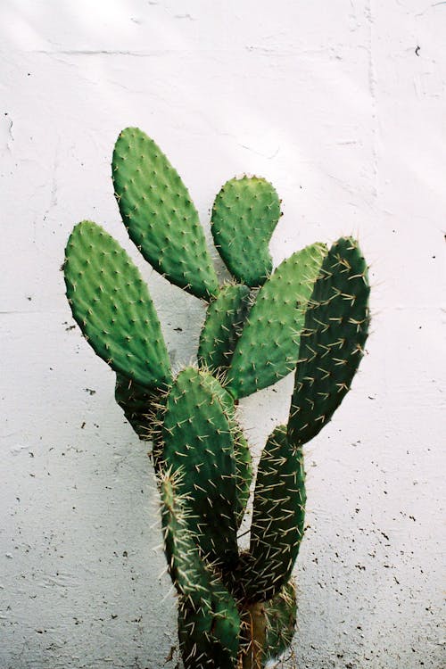 Green Cactus Plant Against White Wall