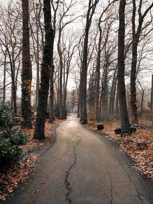 Free Asphalt walkway between leafless trees growing in park in fall on overcast day Stock Photo