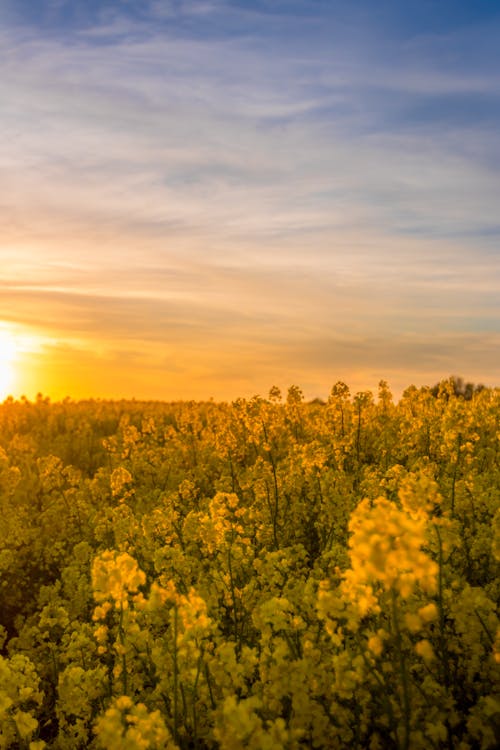 Aerial Photography of Yellow Flowering Plants