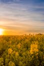 日落时分，美丽的黄色油菜籽田展现出宁静的乡村景观
