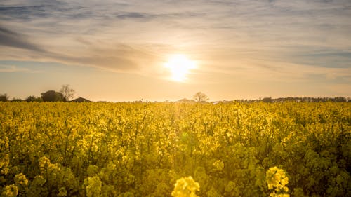 Geel Bloemveld Tijdens Gele Zonsondergang