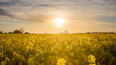 一片充满活力的油菜花田在戏剧性的天空下绽放着黄花，映衬着日落美景