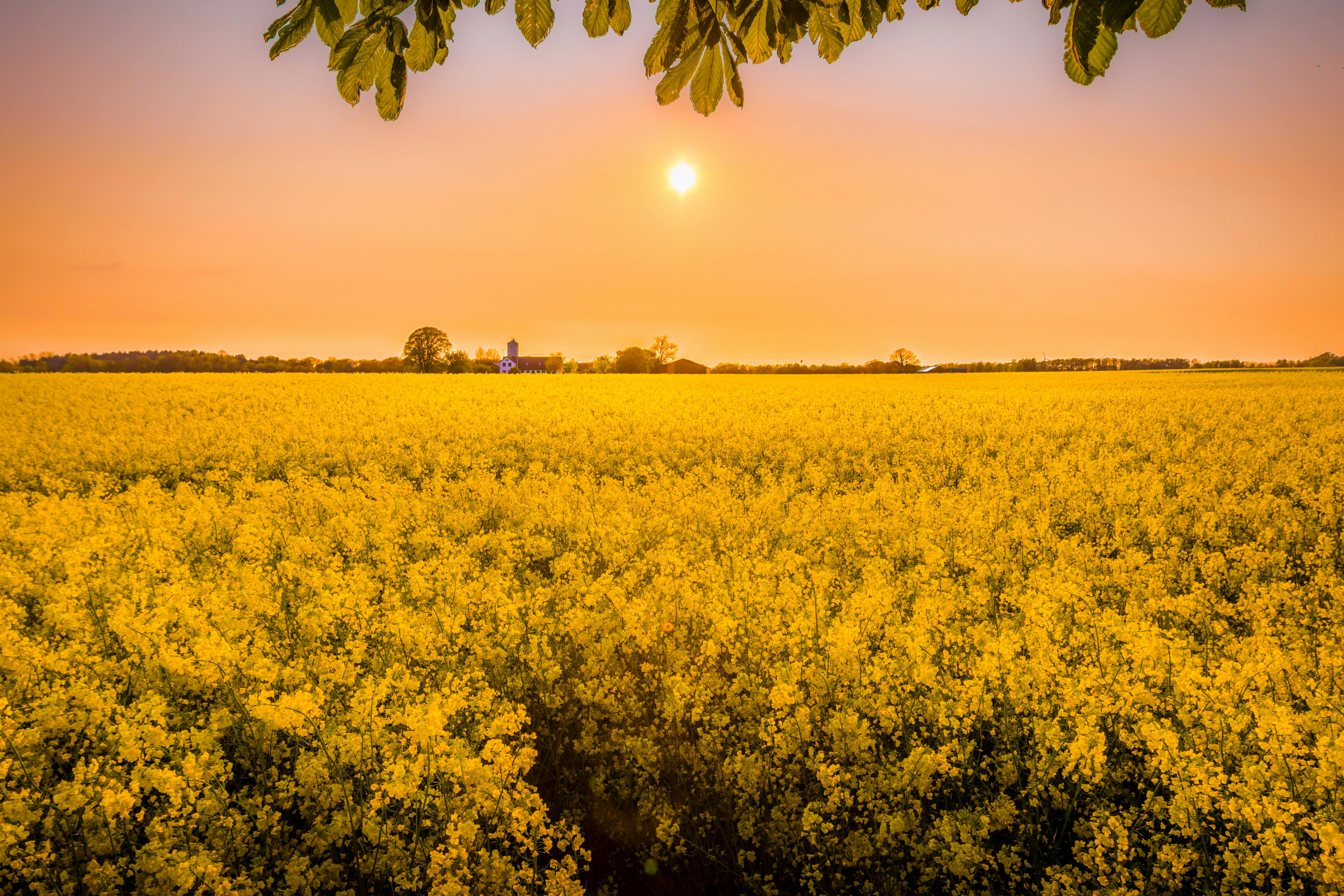 yellow petaled flower field