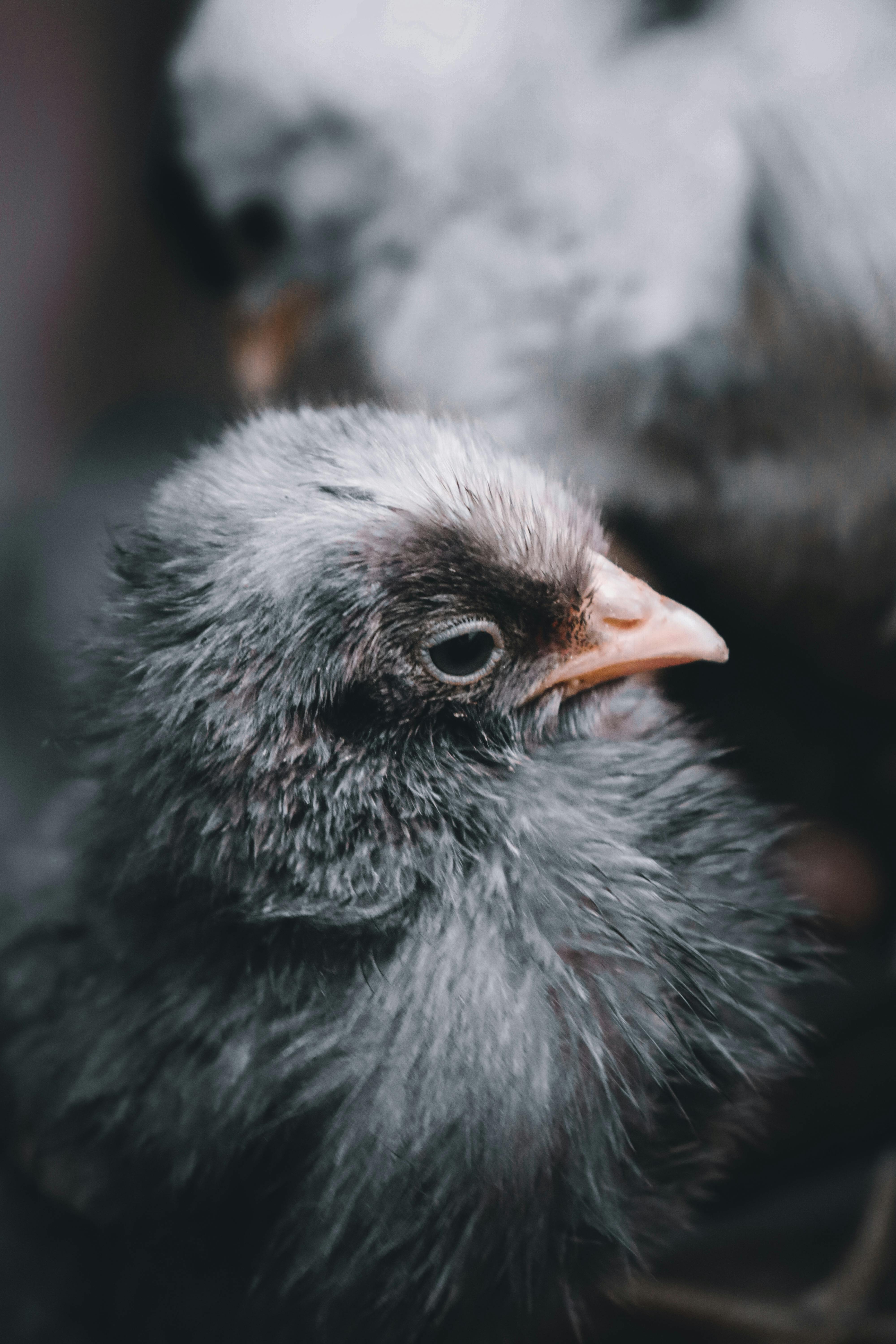 close up photo of gray bird