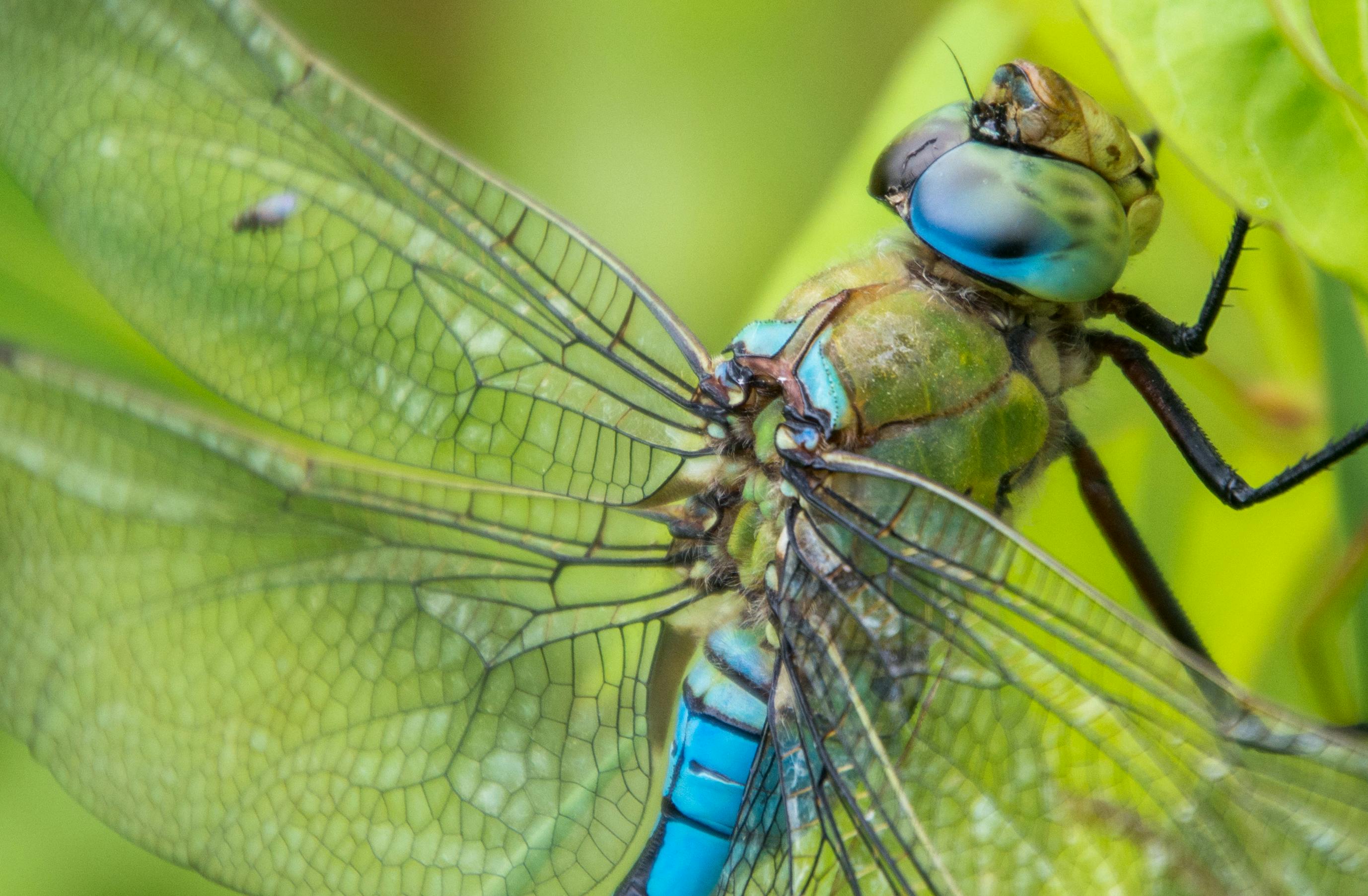 Free Stock Photo Of Close Up, Dragonfly, Dragonfly Close Up