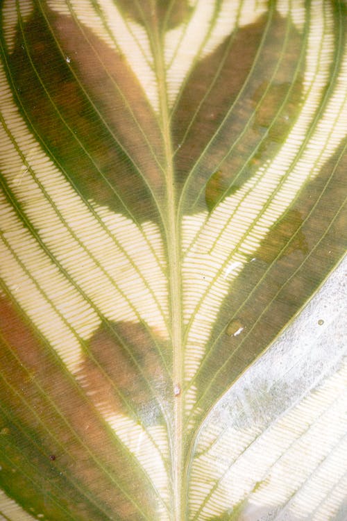 Closeup of delicate translucent leaf of exotic evergreen peacock plant under bright sunlight