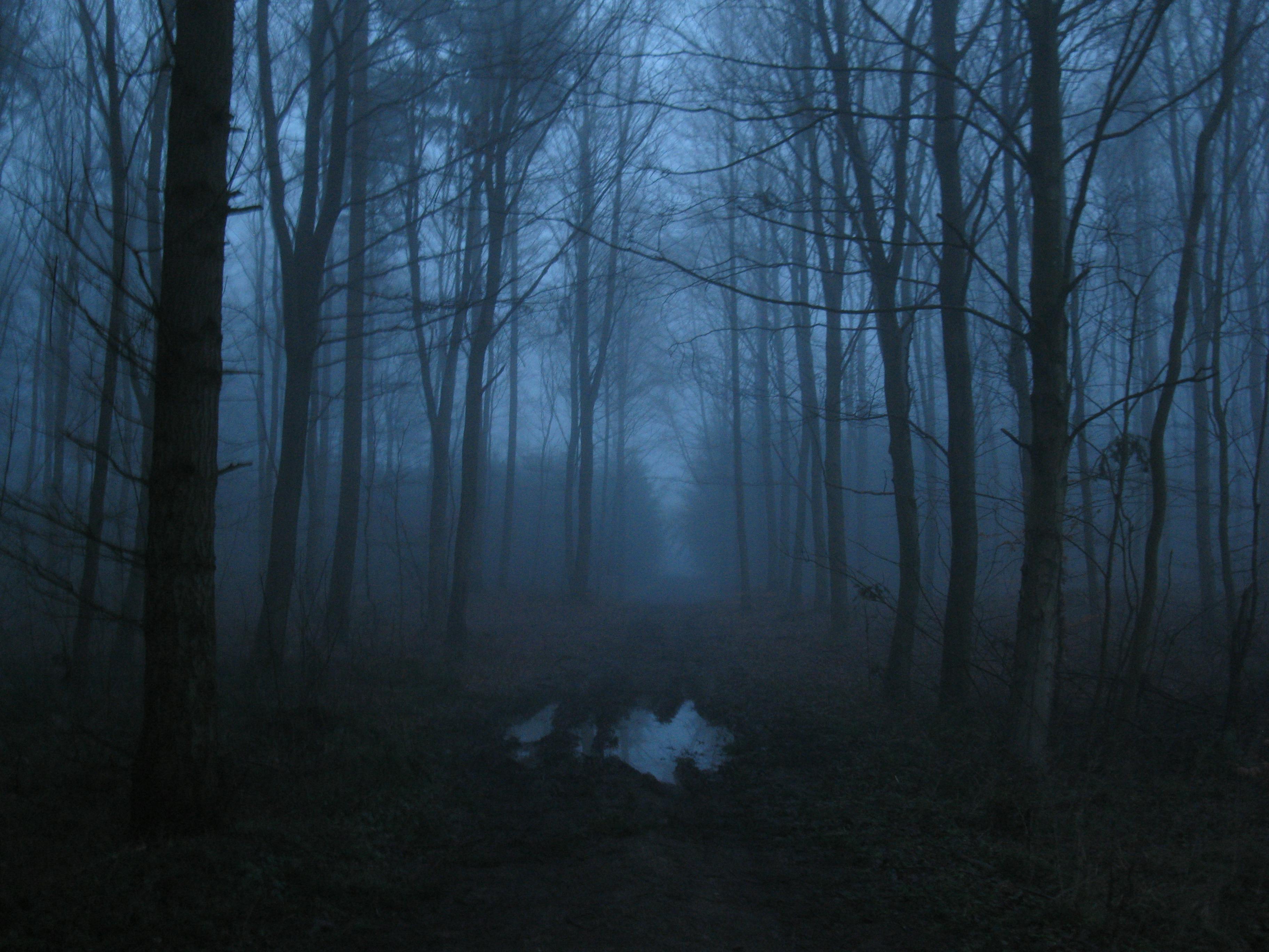 Free stock photo of fog, foggy, forest