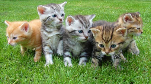 Chatons De Couleurs Assorties