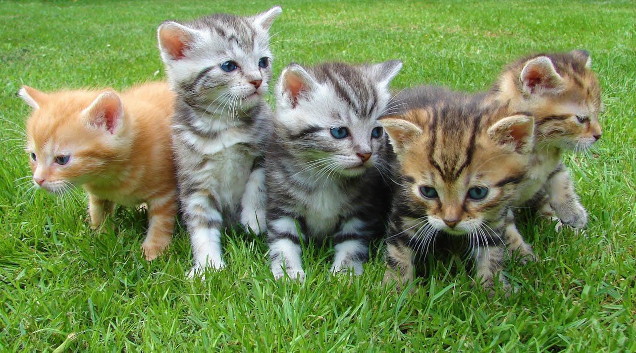 Assorted Color Kittens cats