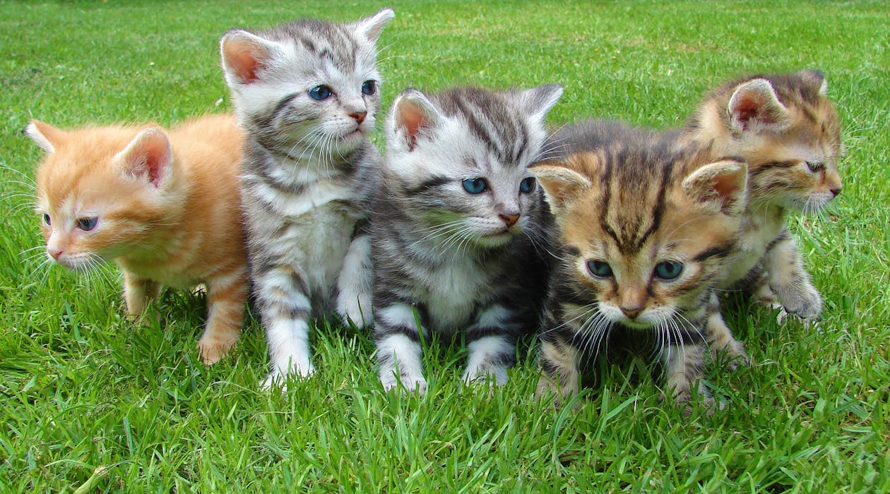 Free Assorted Color Kittens Stock Photo