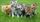 cute cats