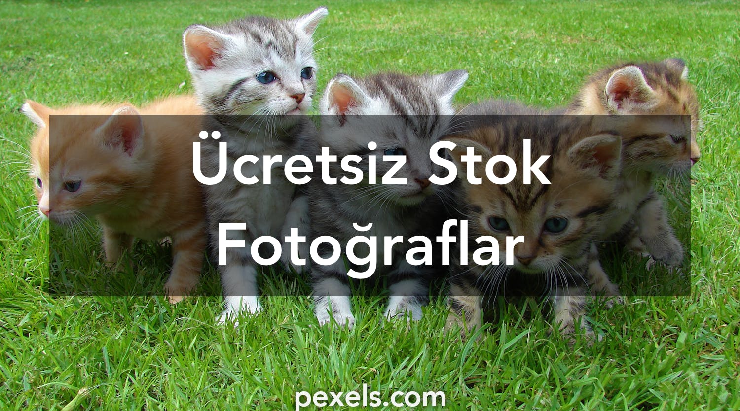 En İyi 20.000+ Yavru Kediler Fotoğrafı · Tamamen Ücretsiz İndirin