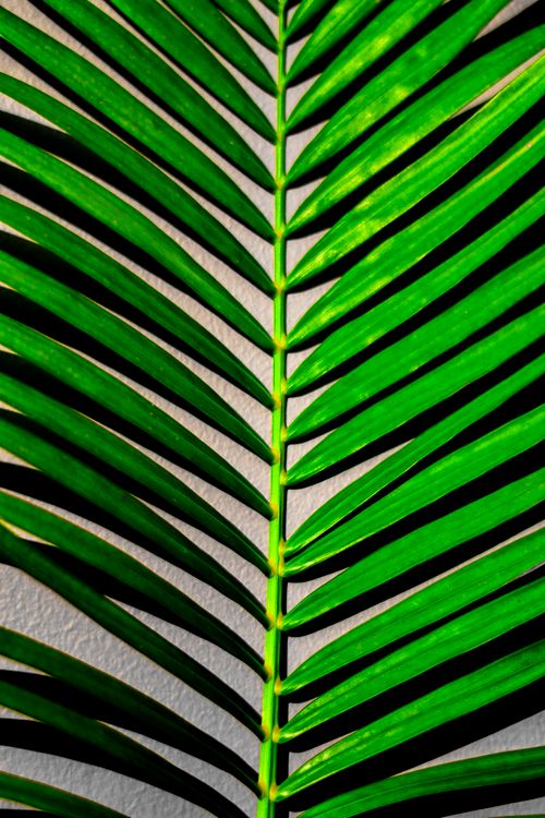 Free Bright green palm leaf detail with striking sunlight pattern highlighting its texture. Stock Photo