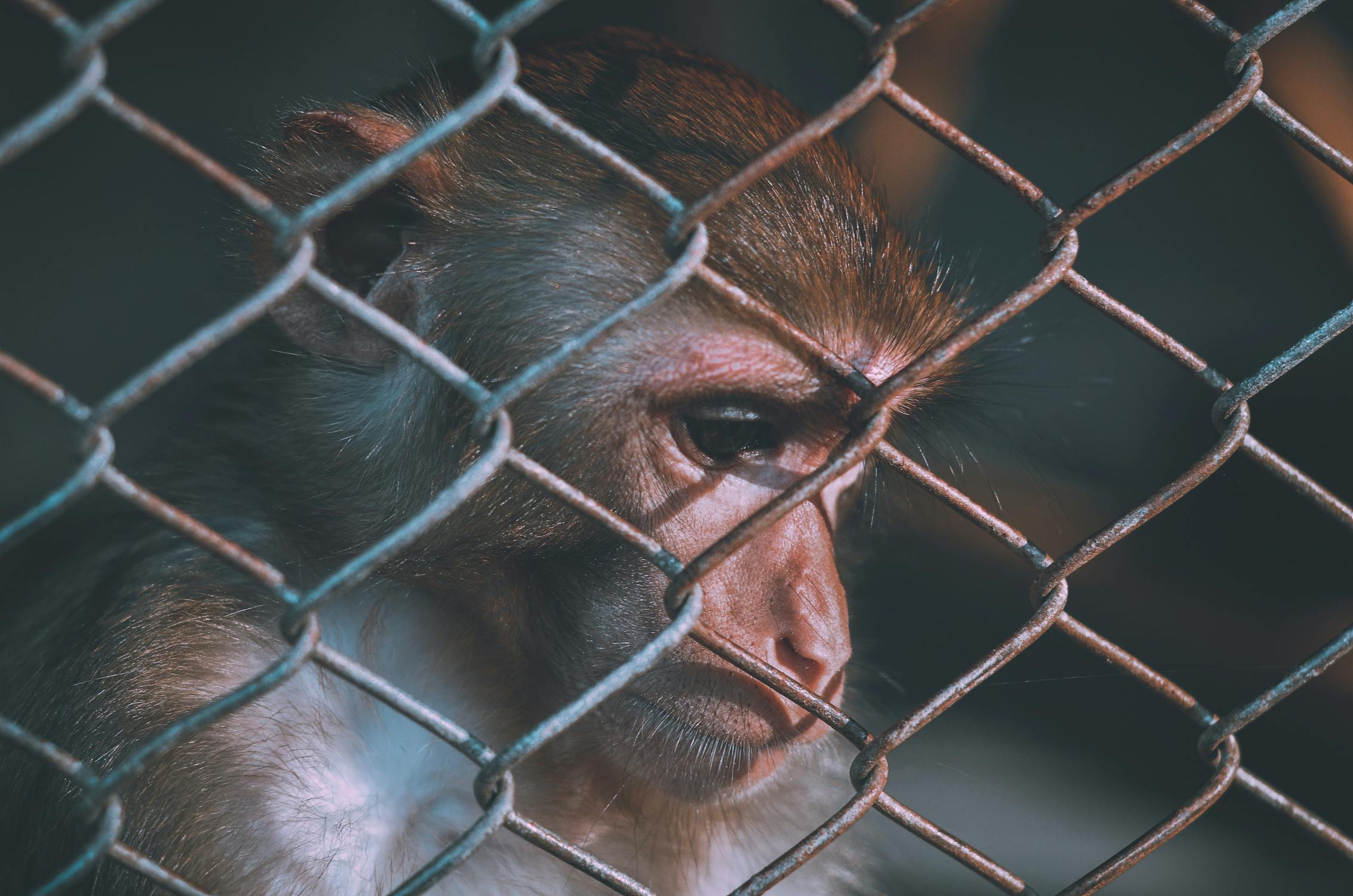 monkey's face behind a fence