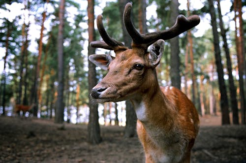 Ingyenes stockfotó agancsok, állat, erdő témában Stockfotó