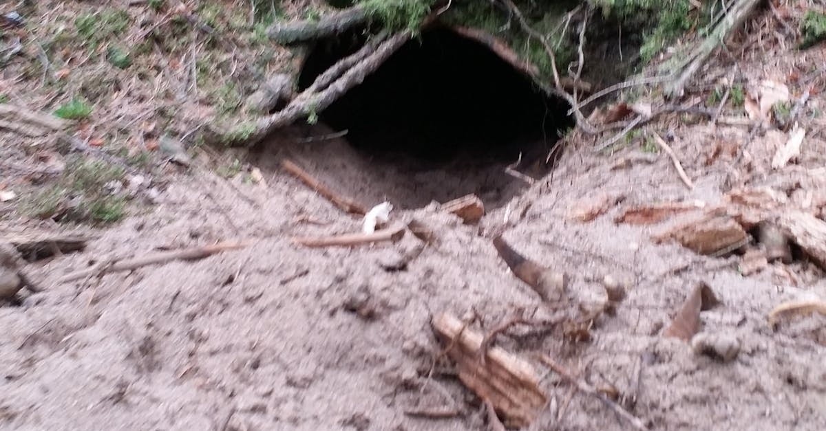 Free stock photo of dirt, forest, Fox hole