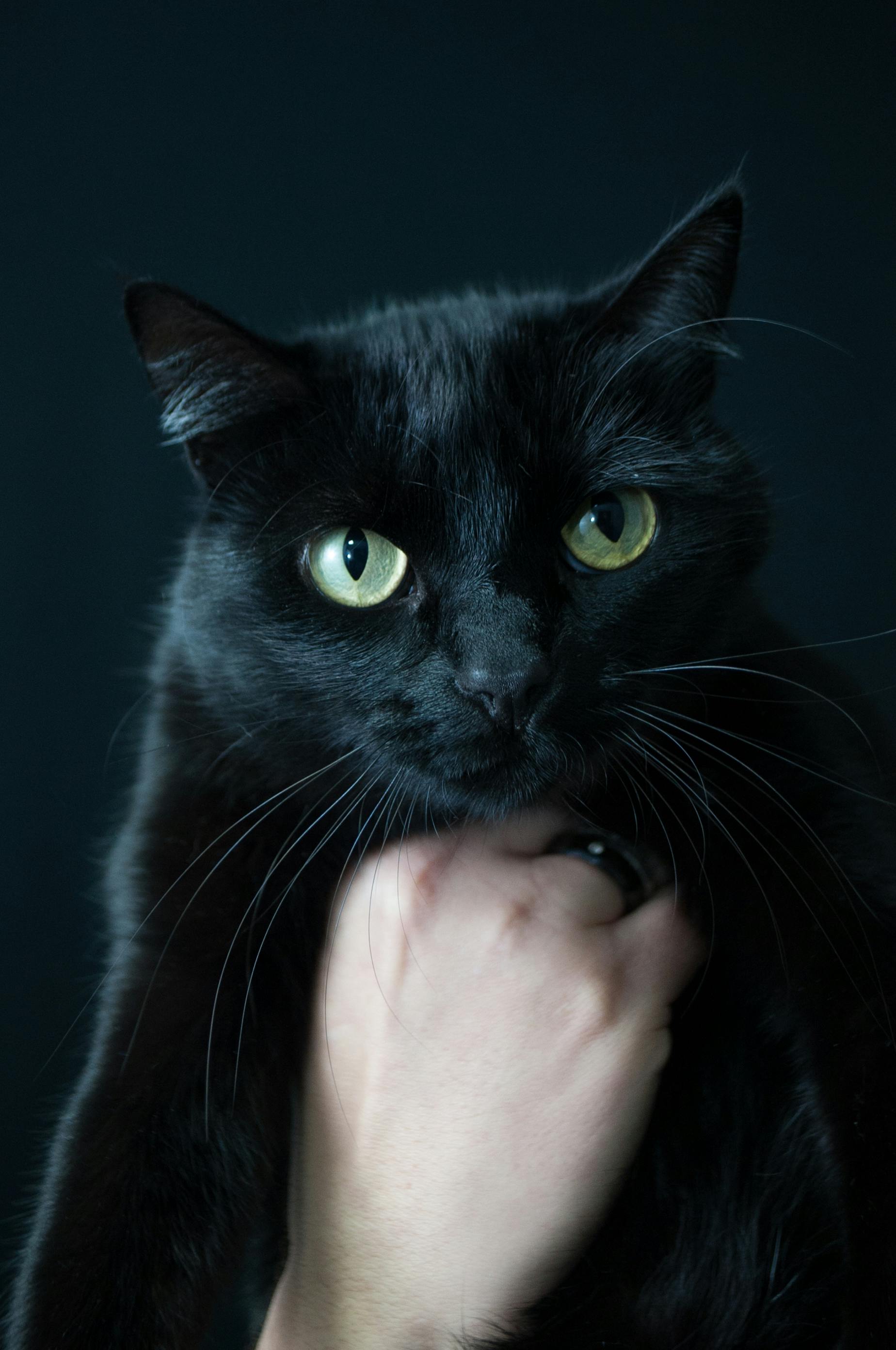 Crop person demonstrating cat with black shining fur and yellow eyes on black background